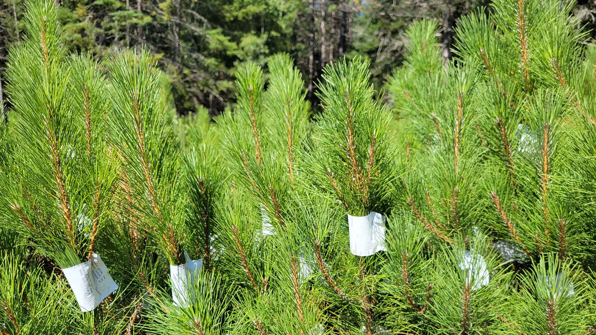 close-up photo of pine saplings with paper covering their growth buds